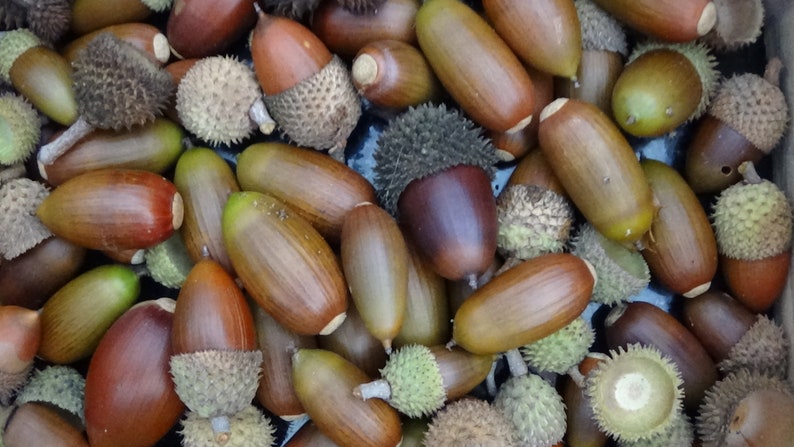 70 vrais glands entiers avec capuchons ou 85 glands sans capuchons Fournitures artisanales naturelles fourragères, bijoux naturels, chêne Kermès image 1