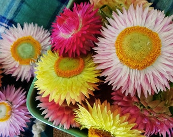 30 têtes de fleurs de paille séchées, fleurs en papier pour pot-pourri, maisons de fées, décoration, fleuristes