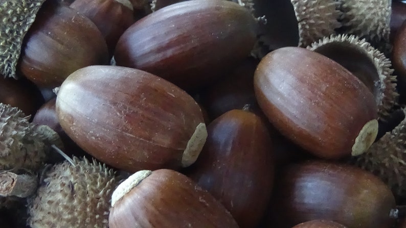 70 vrais glands entiers avec capuchons ou 85 glands sans capuchons Fournitures artisanales naturelles fourragères, bijoux naturels, chêne Kermès image 3