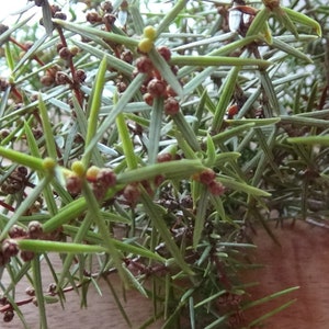 Organic Dried Cade Juniper Branches, Juniper needles, Juniper scent Juniper Insense