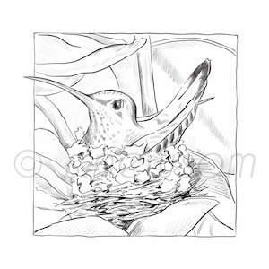 Hummingbird/Instant DIGITAL Download Coloring Page/Coloring Art/Rufus Tailed Hummingbird in Nest/Black and White Drawing