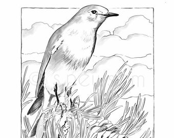 Mountain Bluebird On Pine branch/Instant DIGITAL DOWNLOAD/Coloring Page/Coloring Art/Kids and Adults