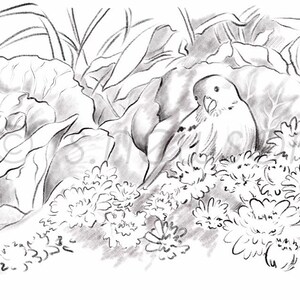 May include: A black and white pencil drawing of a small bird perched in a bed of white flowers. The bird is surrounded by large, leafy plants.