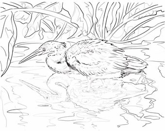 Tri-color Heron Instant DIGITAL DOWNLOAD Coloring Page/Coloring Art/Kids and Adults/Pen and Ink Style/Black and White