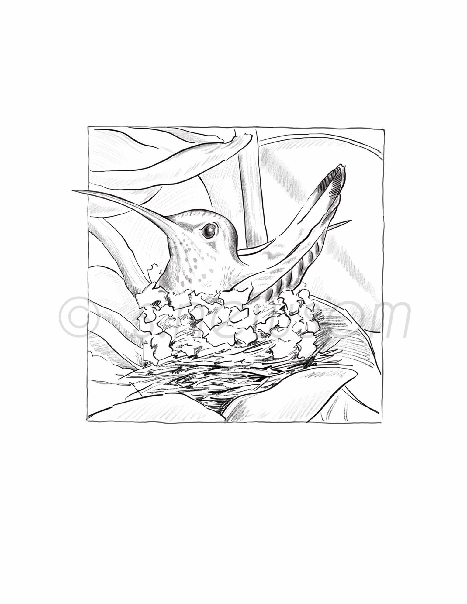 Hummingbird Nest Coloring Pages