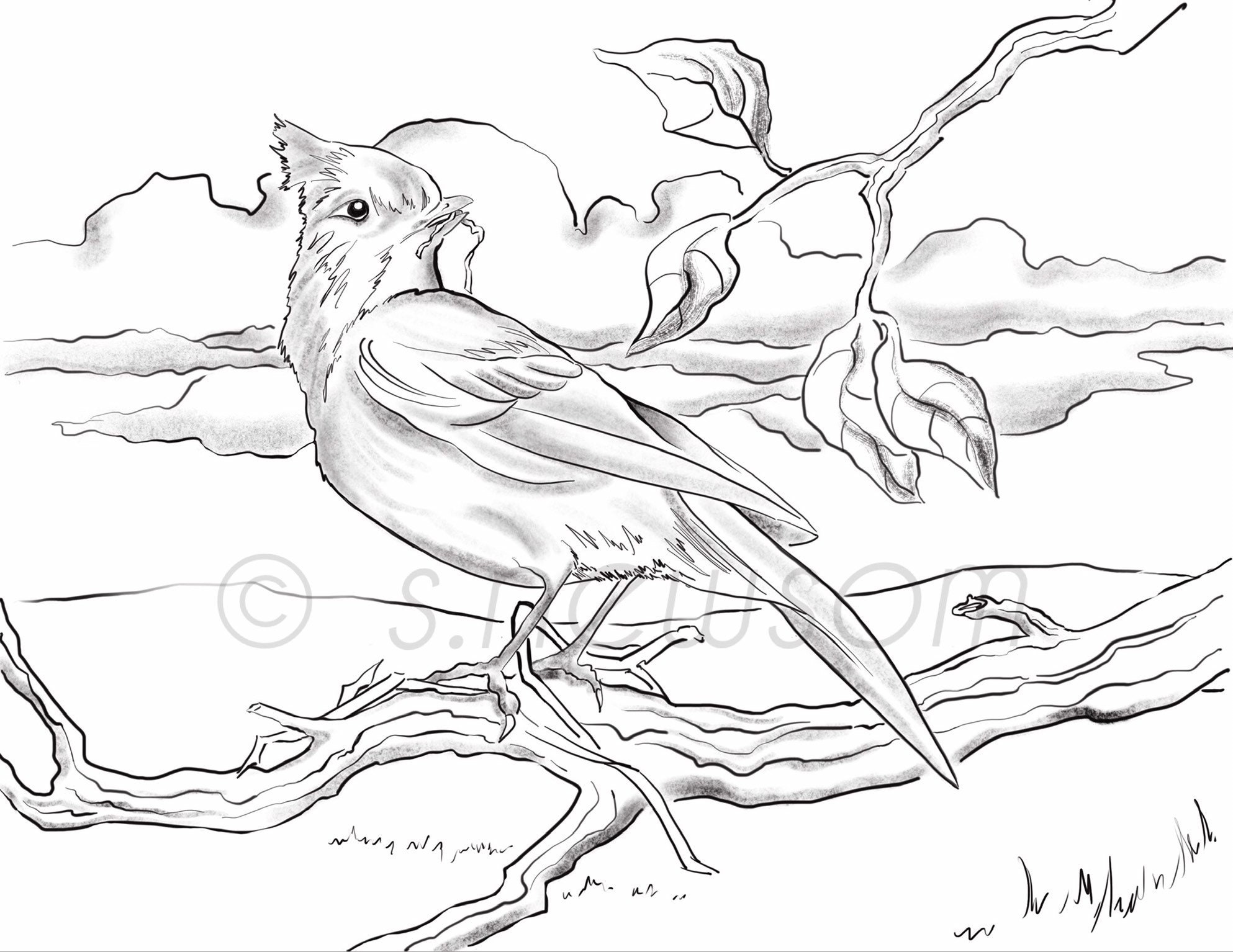 Blue Jay/Instant DIGITAL DOWNLOAD Coloring Page/Nest Building/Coloring Art