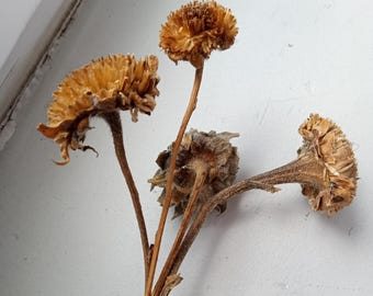 Zonnebloemstelen echte natuurlijke stengel lange grote stengel zonnebloem wild bruin geel boeket bos droog gedroogd specimen hout