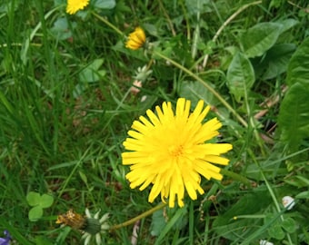 100 paardenbloemzaden wilde bloemzaad kruid heirloom echt taraxacum officiële dandy leeuw biologisch