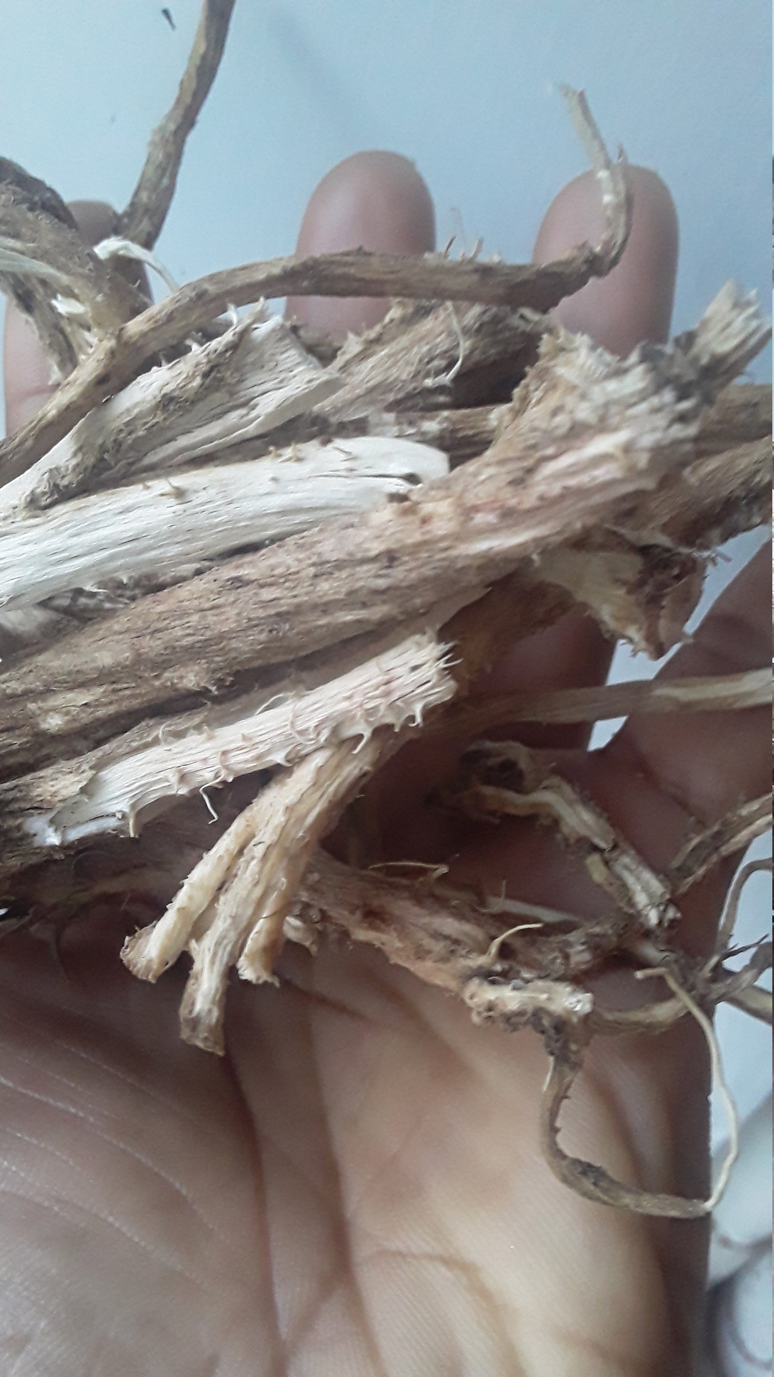 20g Chicory ROOT raw whole herb cichorium intybus succory