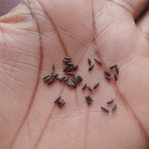 Alliaria petiolata garlic mustard seeds seed organic real wild