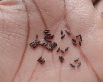 Alliaria petiolata knoflook mosterdzaad biologisch echt wild