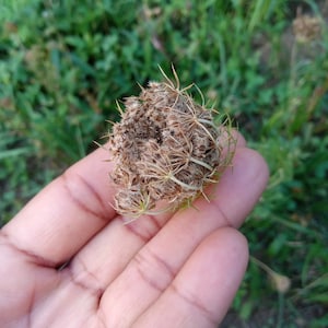 100 Daucus Carota seeds Queen annes lace Anne&#39;s white wild carrot original organic heirloom