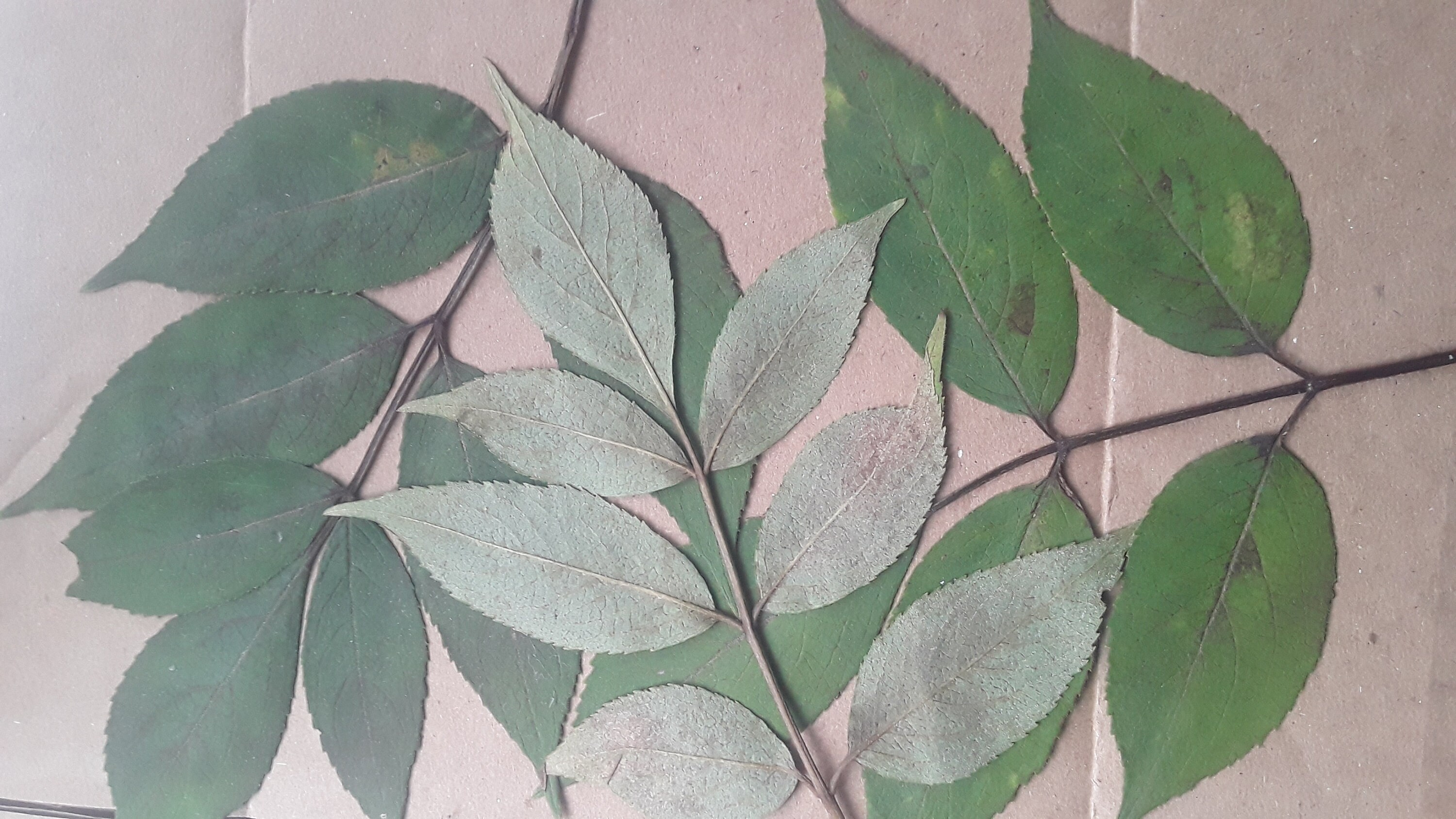 Pressed elder leaf Elderberry leaves Sambucus Nigra pressed Etsy