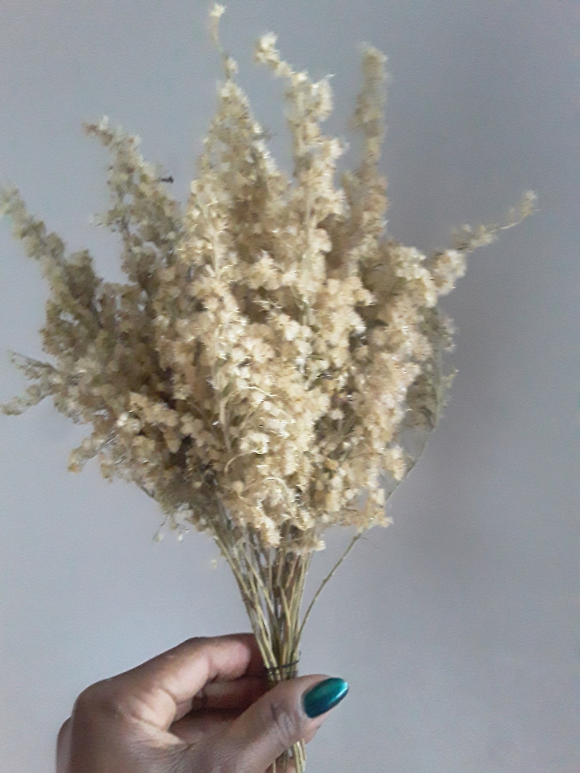 Goldenrod Solidago Bouquet bunch real natural plant wildflower | Etsy