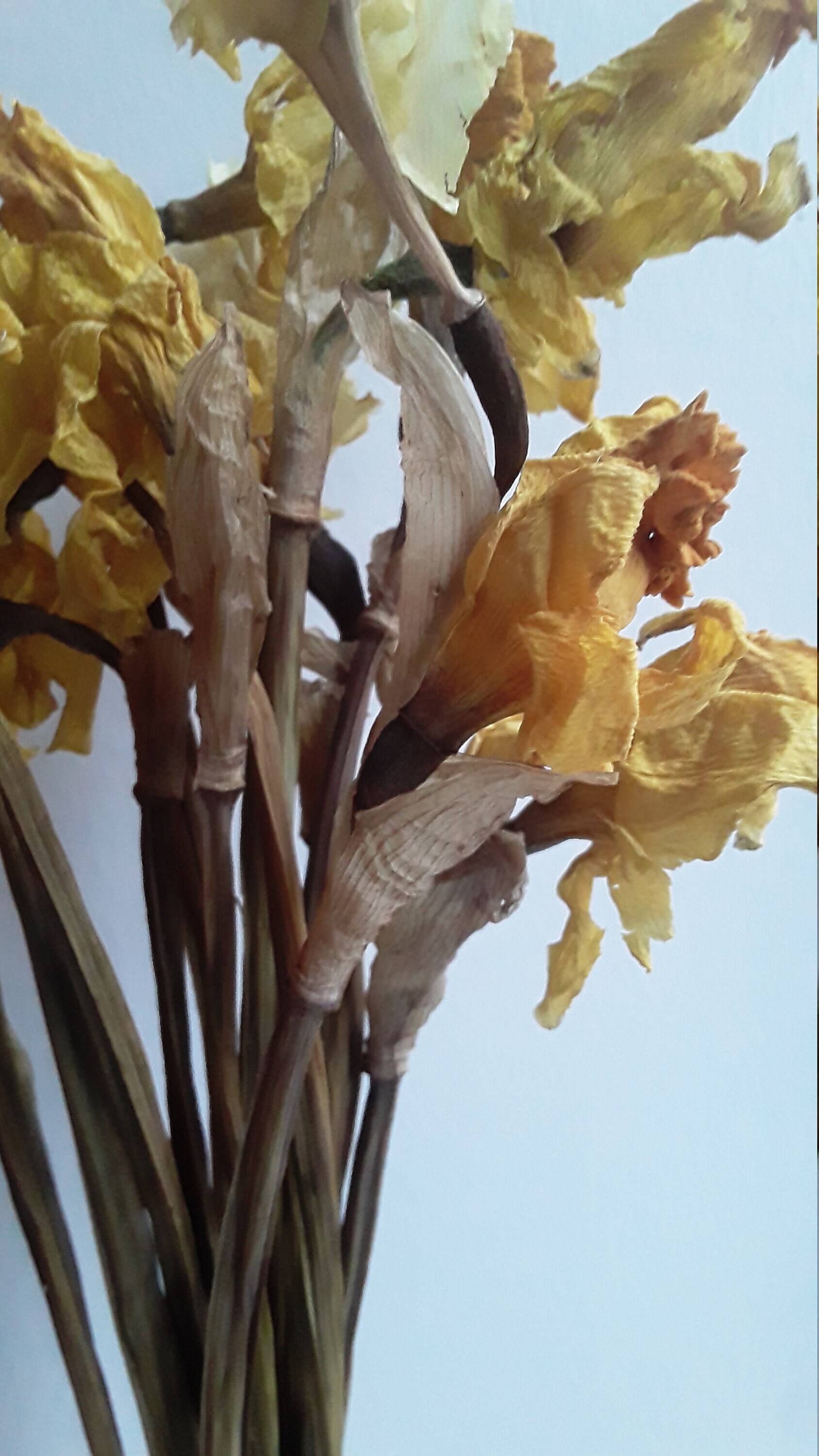 Daffodil flowers dry real tall stem yellow bouquet stems plant Etsy