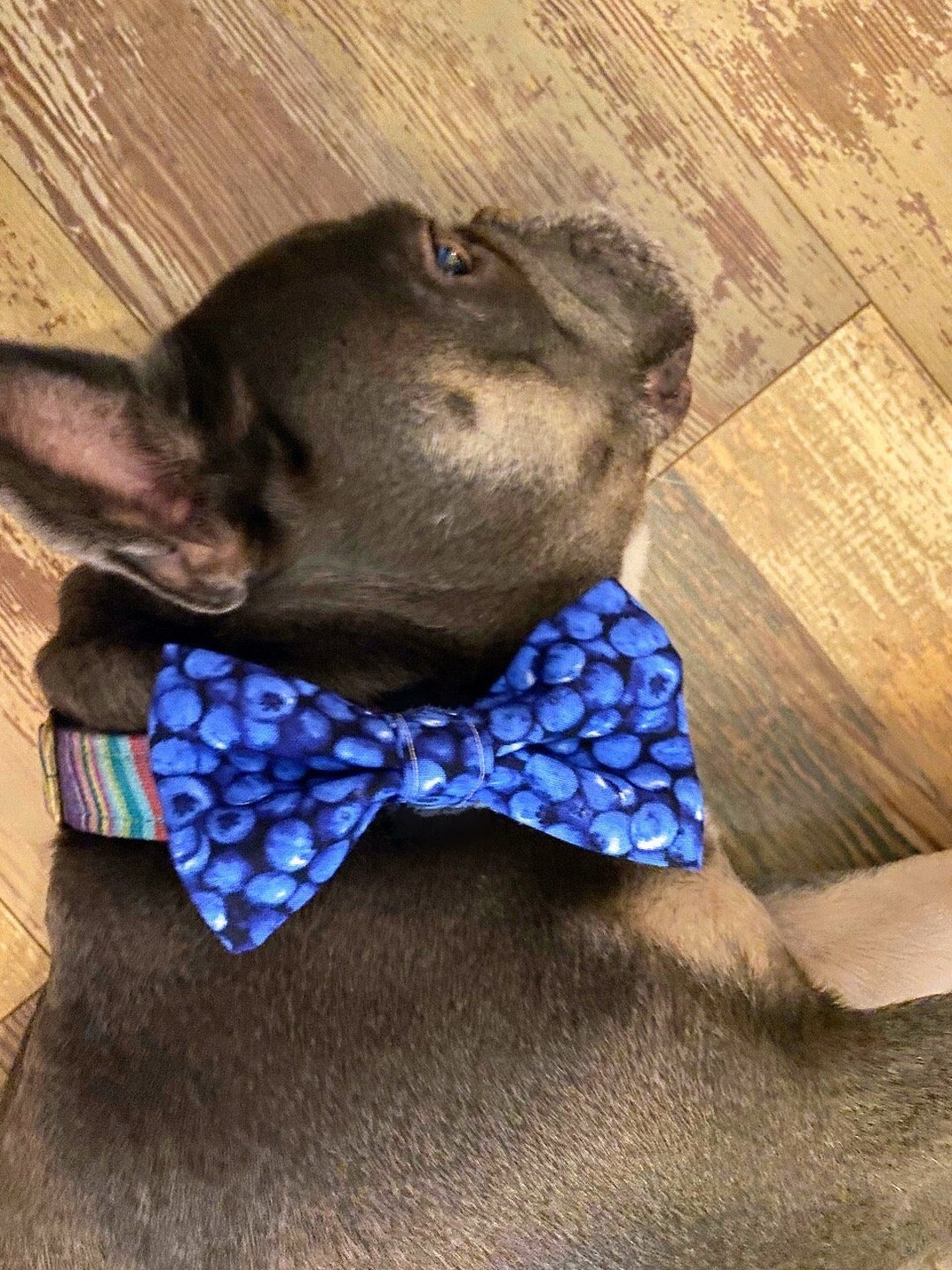 Blueberry Pet Collar Bow/dog Gift/cat Gift/dog Bow Tie/cat Bow Etsy