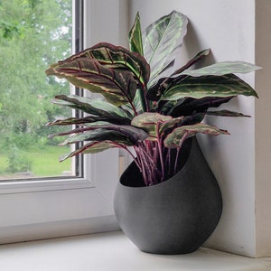 Druppelvormige muurplanter, moderne 3D-geprinte succulente pot