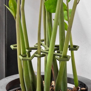 Può includere: Un supporto geometrico per piante di colore verde oliva scuro con un motivo a griglia esagonale, posizionato attorno ai molteplici steli verticali di una pianta ZZ. La struttura rigida fornisce stabilità ai fusti verdi nel vaso.