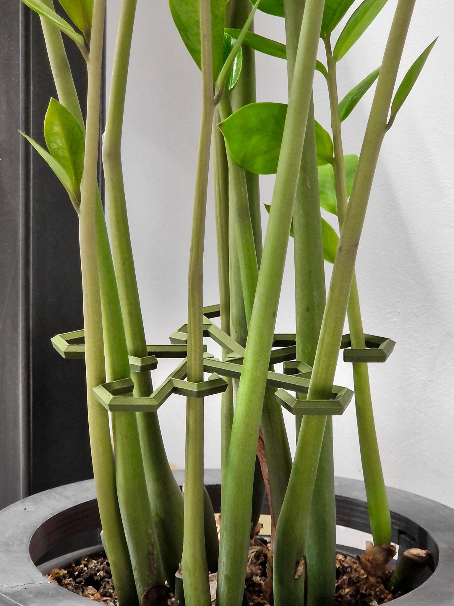 Climbing Houseplants Hooks, Multi Size Stakes, Monstera Stem Clip