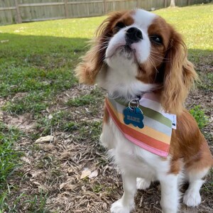 Striped dog bandana, dog bandanas, dog accessories, dog bandanas, adventure dog outfits, dog, dogs, colorful dog bandana, dogs, retro