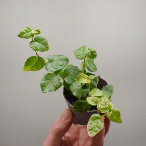 DIY terrarium kit Kanito 2 plants image 6