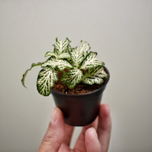 DIY terrarium kit Kanito 2 plants image 3
