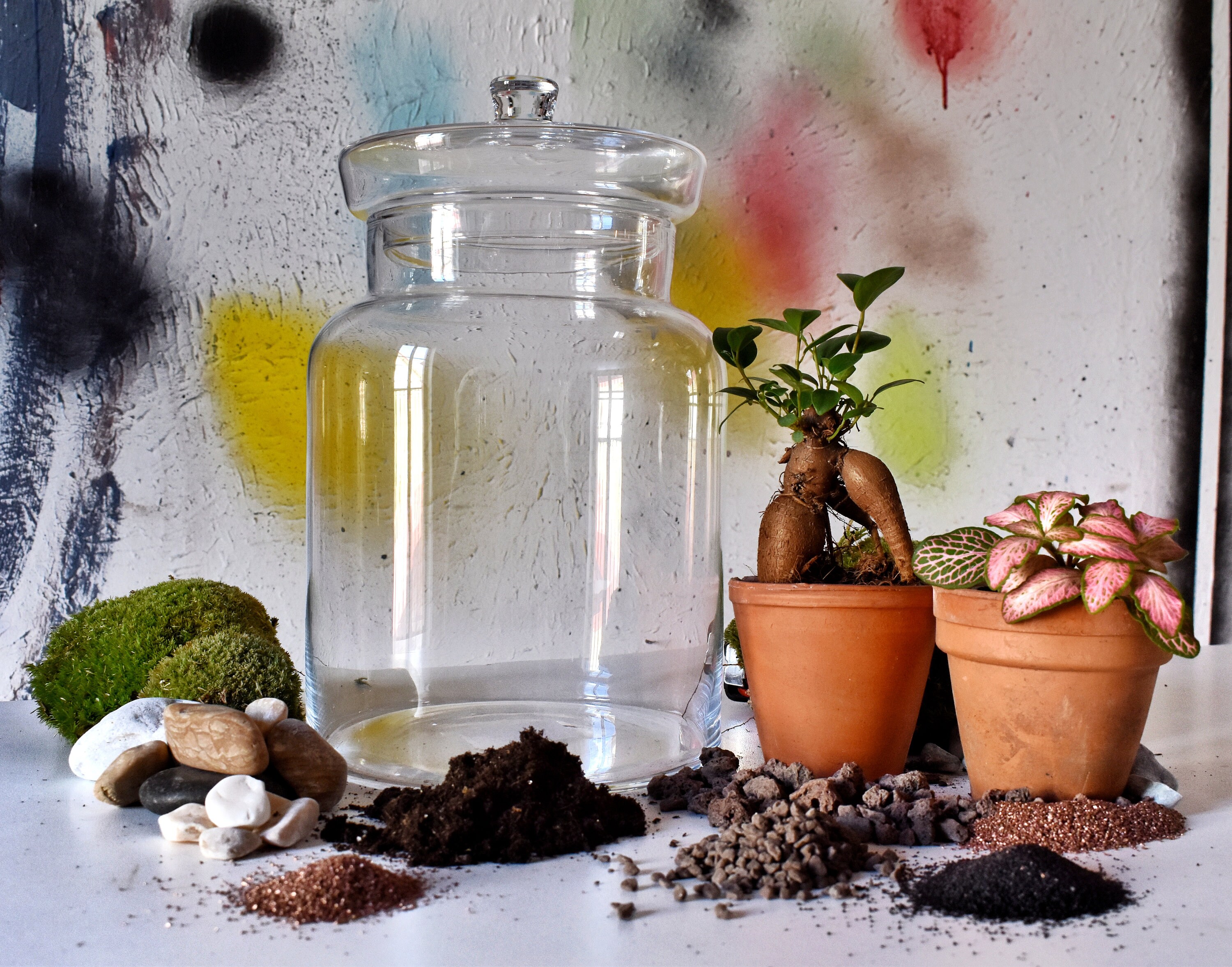 Bocal Béton Kit Diy Terrarium Ficus