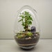 see more listings in the Terrariums section