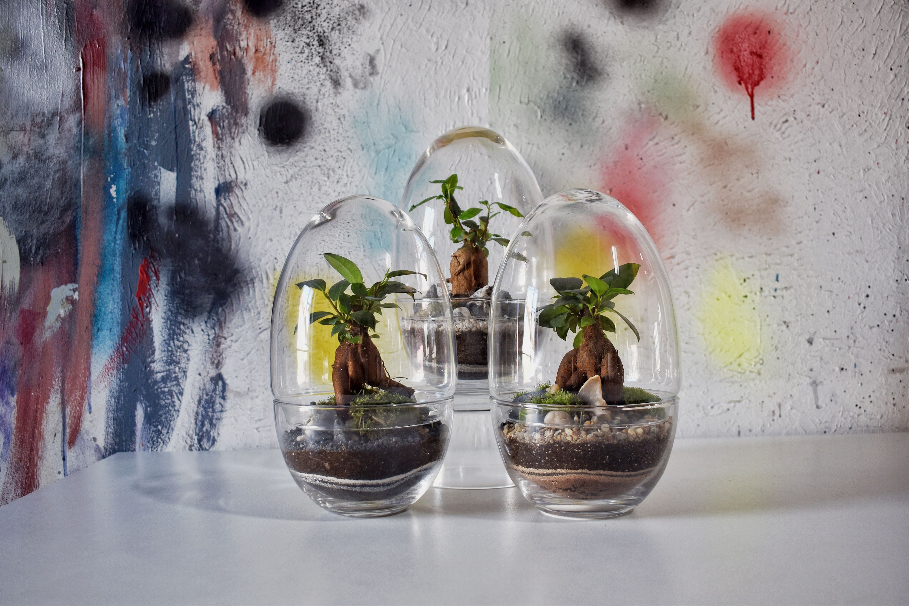 Terrarium Ficus Œuf de Verre