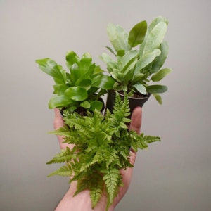 DIY terrarium kit Kanito 2 plants image 4