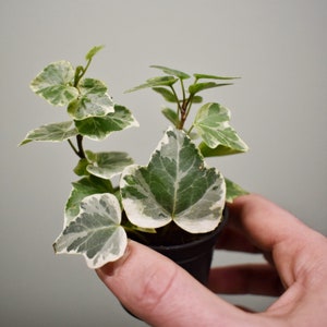 DIY terrarium kit Kanito 2 plants image 2