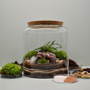 DIY terrarium kit Kanito 2 plants image 1