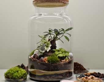 Kit terrarium DIY - Poli - Arbre + 2 plantes