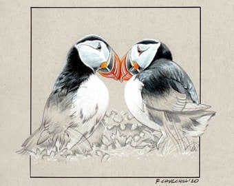 Puffins