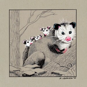 OPOSSUM