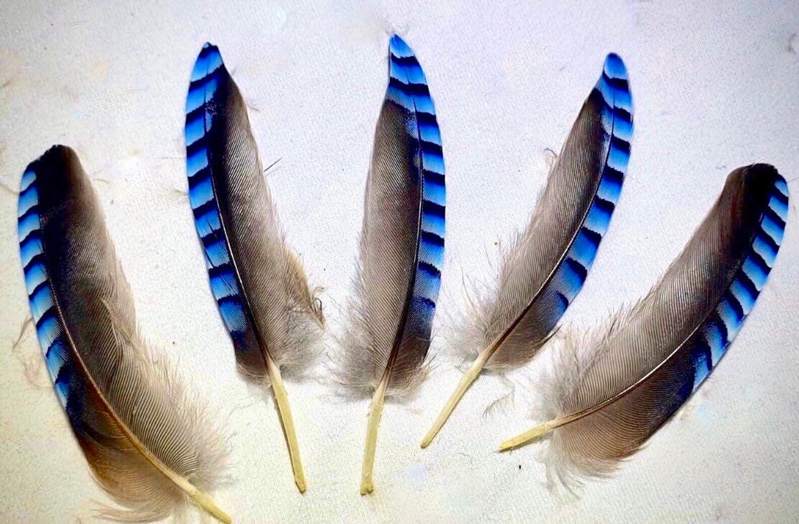 Blue Jay Feathers UK Etsy