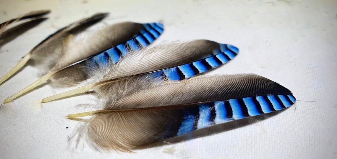 Blue Jay Feathers UK Etsy