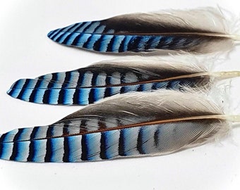 Blue Jay Feathers Etsy Blue Jay Feathers Etsy