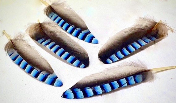 Blue Jay Feathers Uk Etsy
