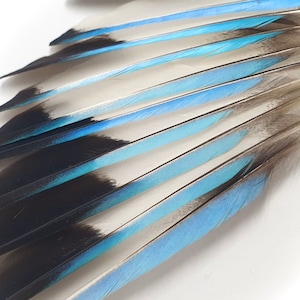 5 Kingfisher Wing Feathers (9-11cm)