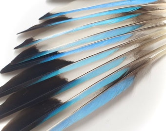 5 plumas de ala de martín pescador (9-11 cm)