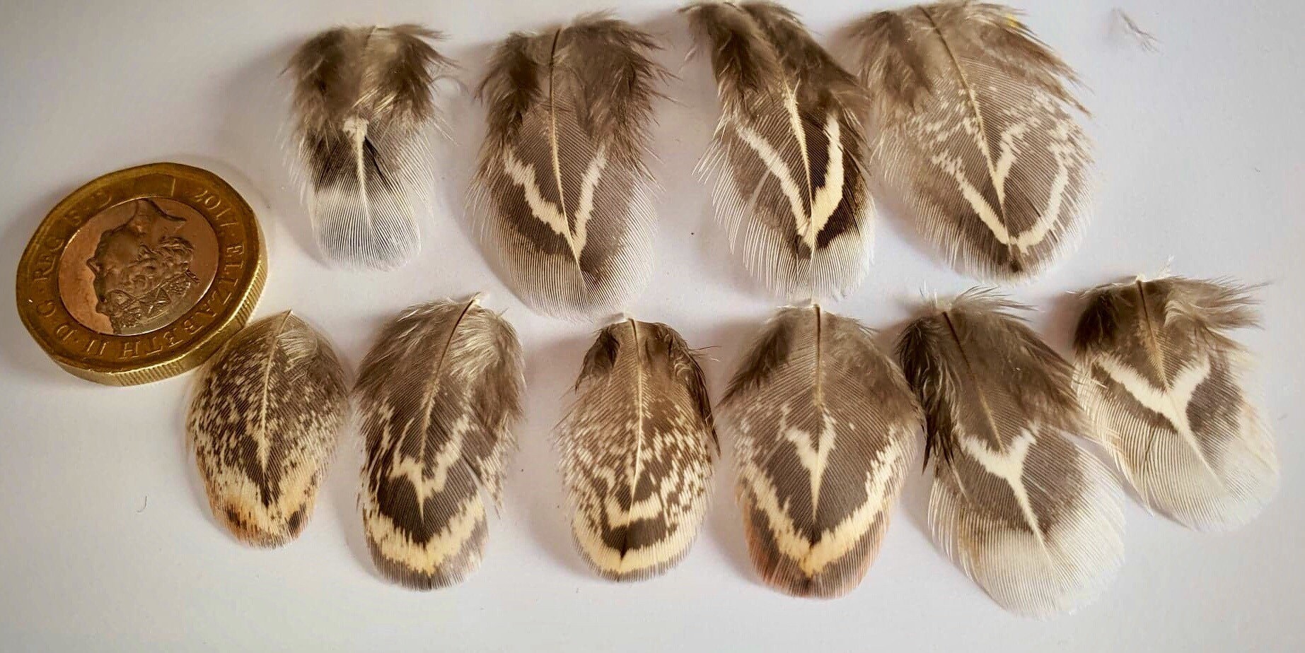 10 Tiny Feathers Arts and Crafts UK Etsy