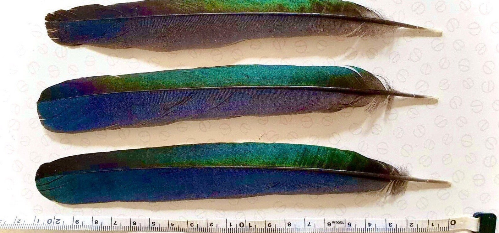 Plumes naturelles de pie bleue ou plumes de queue de pie Etsy