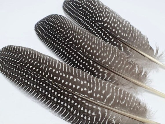 10 Pieces - Natural Black & White Polka Dot Guinea Fowl Wing Quill Feathers | Moonlight Feather