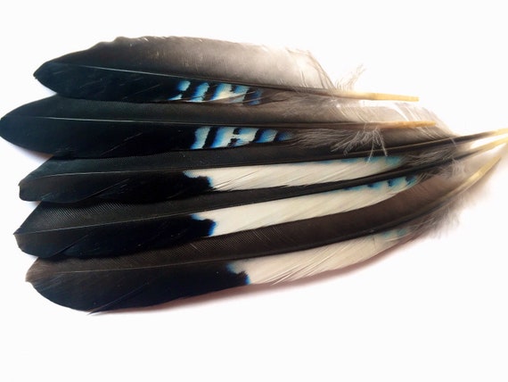 Blue Jay Wing Feathers Uk Etsy Blue Jay Wing Feathers Uk Etsy