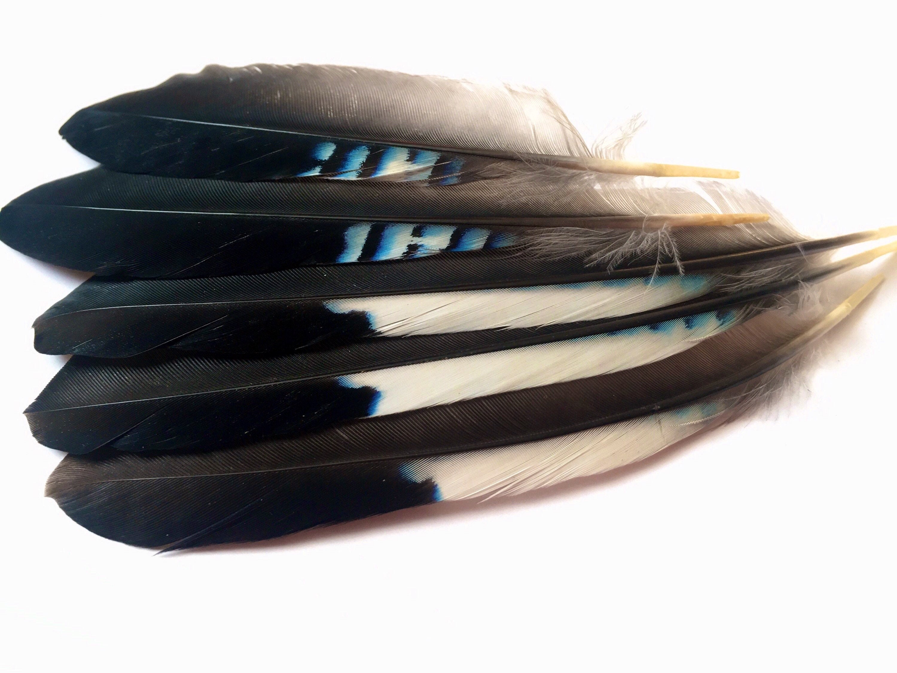 Blue Jay Wing Feathers Uk Etsy