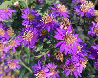 New England Aster (live plant)