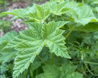 Thimble Berry (Live Plant)