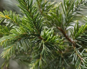 Japanese Plum Yew 'Prostrata (Live Plant)