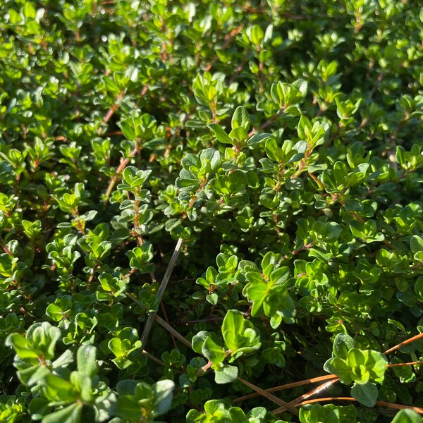 Creeping Thyme Plugs Etsy
